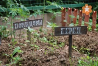 Огород на площадке детского садика