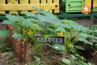 Огород на площадке детского садика