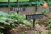 Огород на площадке детского садика
